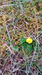 Ranunculus sulphureus