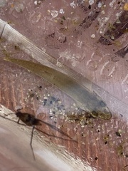 Rhinichthys cataractae