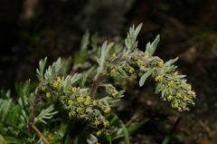 Artemisia genipi