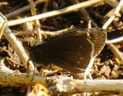 Erynnis funeralis