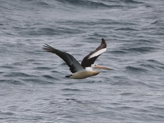Pelecanus conspicillatus