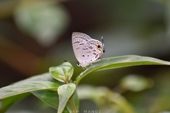 Sinthusa chandrana