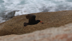 Haematopus fuliginosus