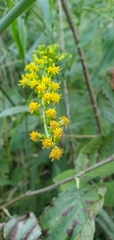 Solidago