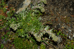 Artemisia genipi