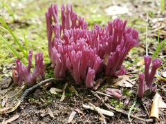Clavaria