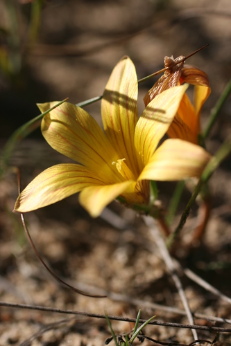 Romulea triflora