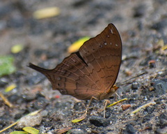 Marpesia furcula