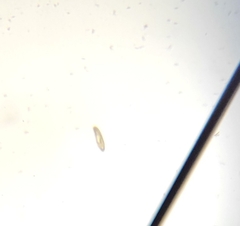 Paramecium
