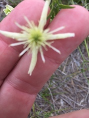 Clematis drummondii