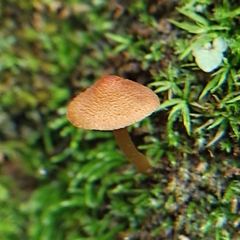 Gymnopilus ferruginosus