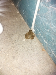 Bufotes viridis viridis