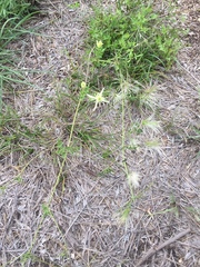 Clematis drummondii