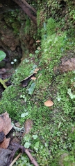 Gymnopilus ferruginosus