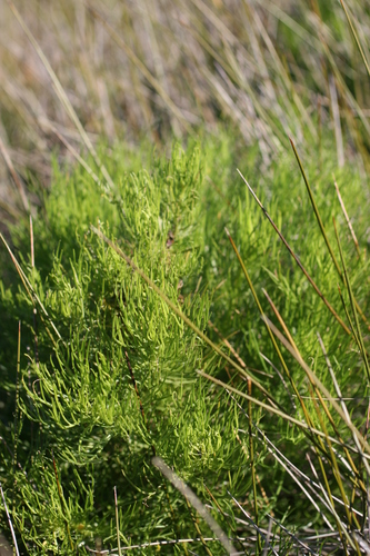Image of Senecio pinnatifidus by (c) Jacques van der Merwe, some rights reserved (CC BY-SA)