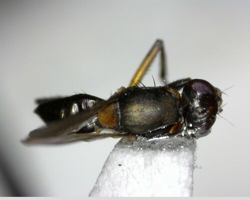 iNaturalist observation photo of Flies