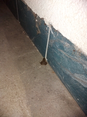 Bufotes viridis viridis