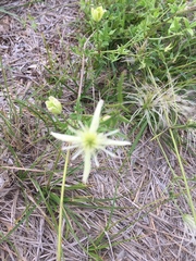 Clematis drummondii