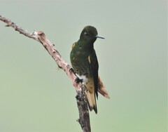 Boissonneaua flavescens