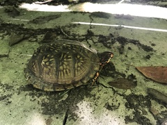 Terrapene carolina triunguis