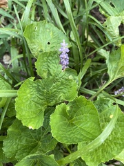 Liriope