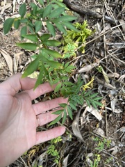 Solanum seaforthianum