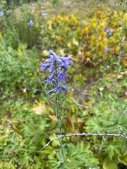 Delphinium glaucum
