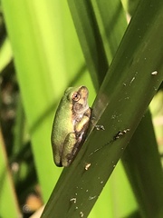 Hyla versicolor