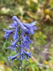 Delphinium glaucum