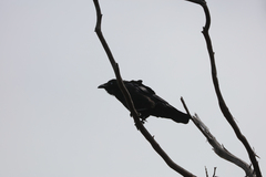 Corvus tasmanicus