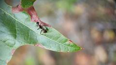 Formicidae