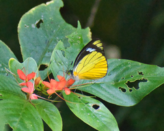 Leptophobia caesia tenuicornis