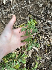 Solanum seaforthianum