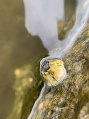 Amphibalanus improvisus