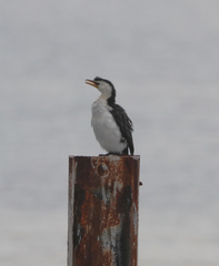 Microcarbo melanoleucos