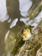 Amphibalanus improvisus