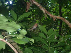 Pomarea dimidiata