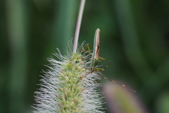 Leptocorisa chinensis