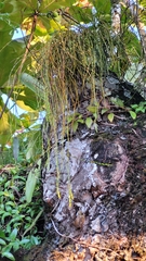 Psilotum complanatum