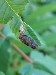 Stigmella intermedia