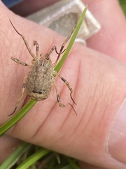 Odiellus spinosus