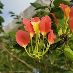 Bauhinia grevei
