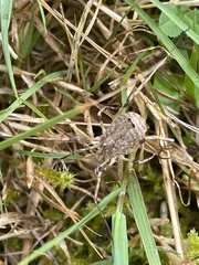 Odiellus spinosus