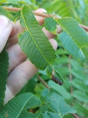 Stigmella intermedia