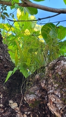 Psilotum complanatum