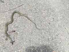 Natrix astreptophora