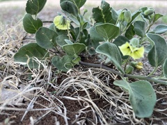Physalis cinerascens
