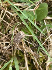 Odiellus spinosus