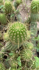 Cactoideae