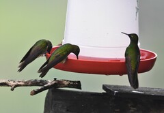 Boissonneaua flavescens